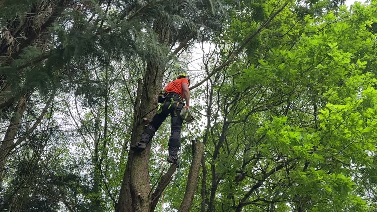 Best Utility Line Clearance  in Waldo, FL